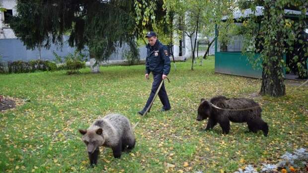 У полицейских Зеленограда появились медведи