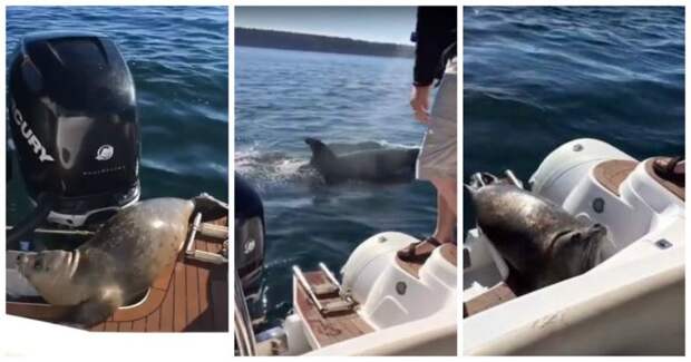 Испуганный до смерти тюлень запрыгнул в лодку к рыбакам чтобы спастись от голодных косаток видео, животные, костака, тюлень