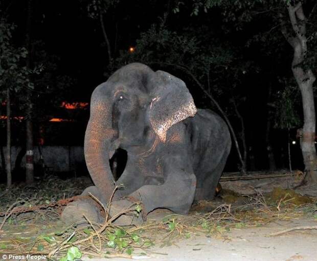 Radga01 Спасение слона, проведшего 50 лет в неволе, который плакал от счастья