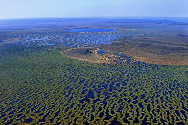 Кириллица | Васюганские болота: какие тайны скрывает самая огромная топь в  мире
