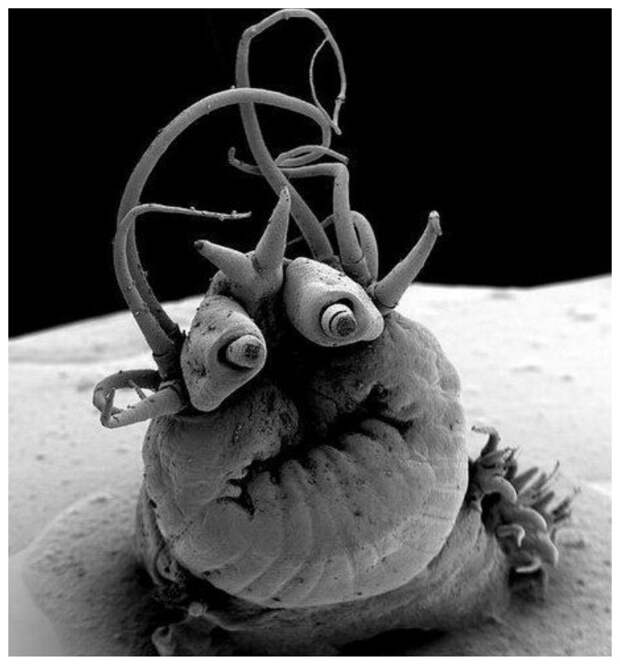 Nereis sandersi, глубоководный червь, живущий в гидротермальных жерлах интересное, красота, микросъемка, удивительное