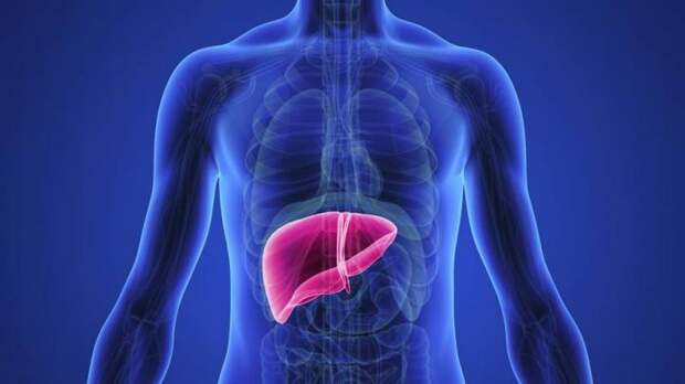 Функции печени и поджелудочной железы. Роль печени и поджелудочной железы в пищеварении