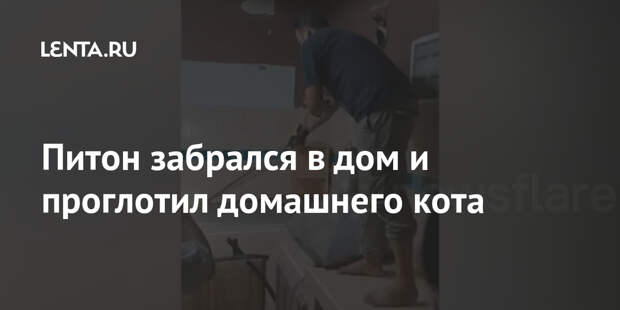 Питон забрался в дом и проглотил домашнего кота