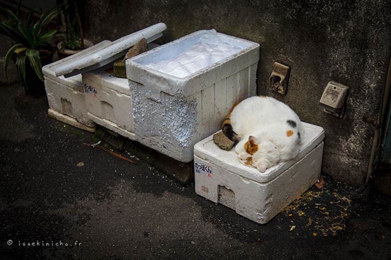 Бродяги кошки, фоторепортаж, япония