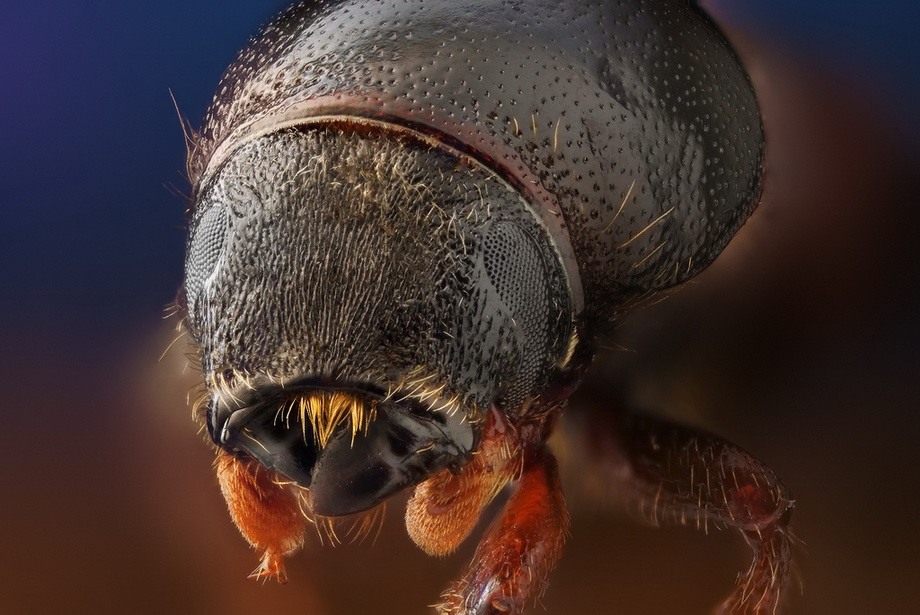 insects15 insects15 Портреты насекомых