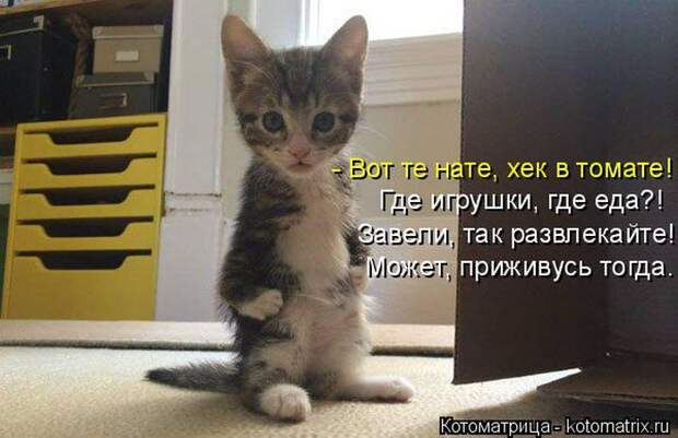 Лучшие котоматрицы недели (50 фото)