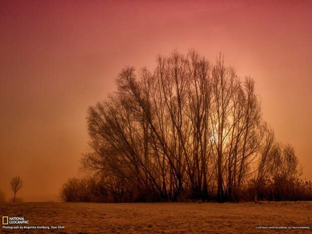 natgeowllpprs03 natgeowllpprs03 990x742 Обои для рабочего стола от National Geographic за апрель 2013