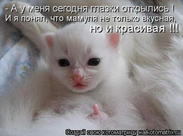 Котоматрицы(картинки с надписями)