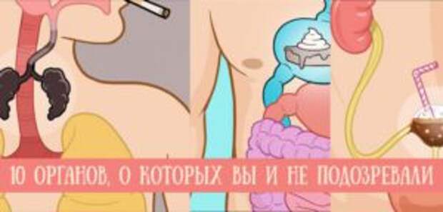 10 тайных органов человеческого тела, о которых вы и не подозревали