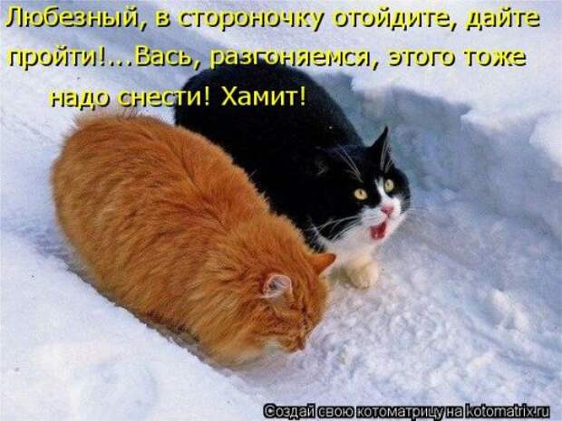 Свежая котоматрица для всех (16 фото)