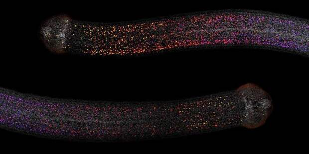 Как паразитические черви регенерируют потерянные части тела