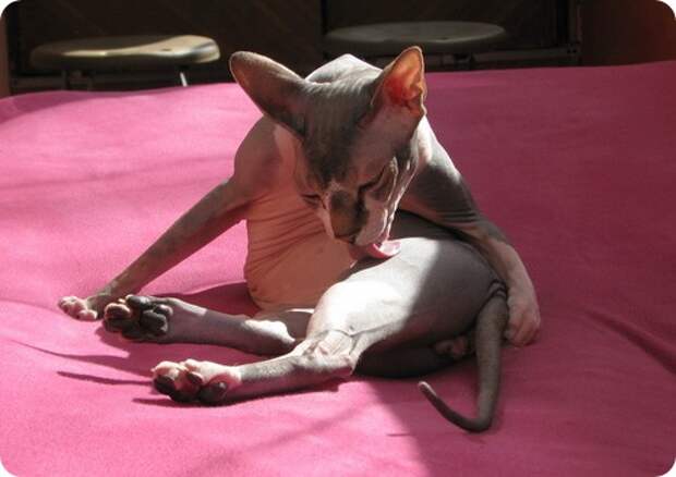 Канадский сфинкс