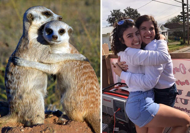 Sorority Girls Pose Like Meerkats