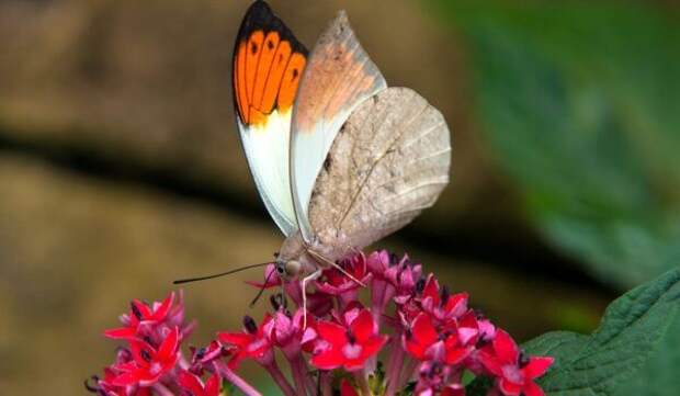 Фото: Бабочка зорька в природе