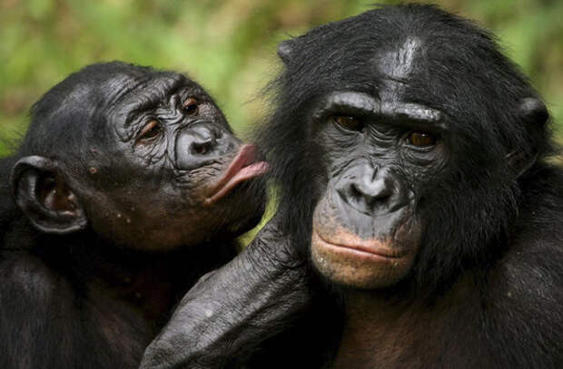 Гиперопека по-обезьяньи: все не как у людей