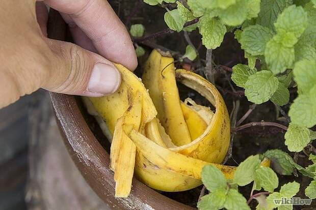 Картинки по запросу banana peel for plants