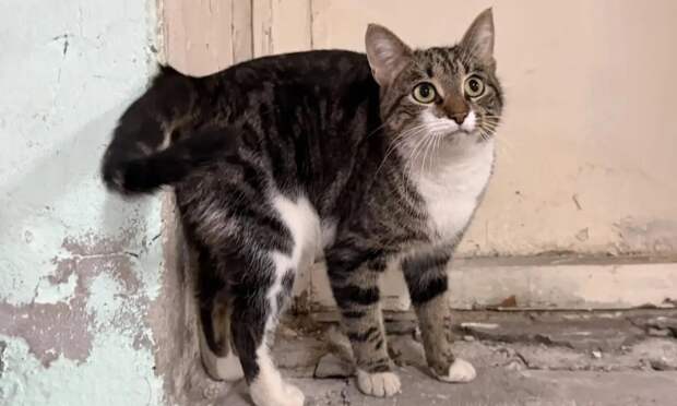 Замерзающего кота пустили погреться в администрацию Северодвинска