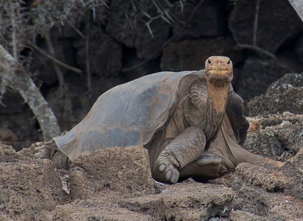 https://inhabitat.com/wp-content/blogs.dir/1/files/2013/11/Lonesome-George-Pinta-Island-Tortoise.jpg