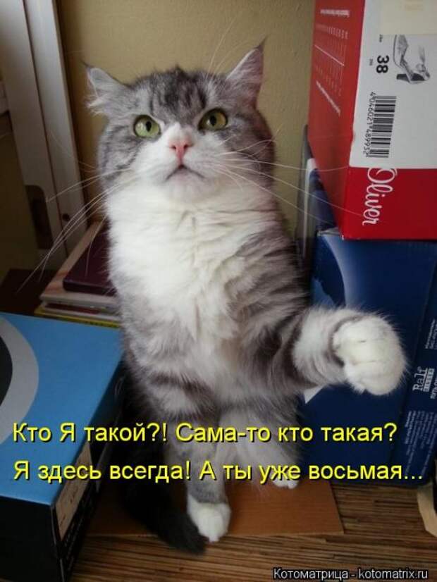 Лучшие котоматрицы недели Лучшие котоматрицы недели