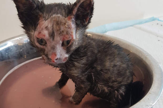 В Великобритании котенок чудом выжил после пожара и идет на поправку