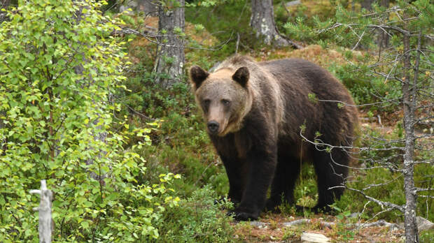 В Красноярске частично закрыли доступ в нацпарк из-за пробуждения медведей