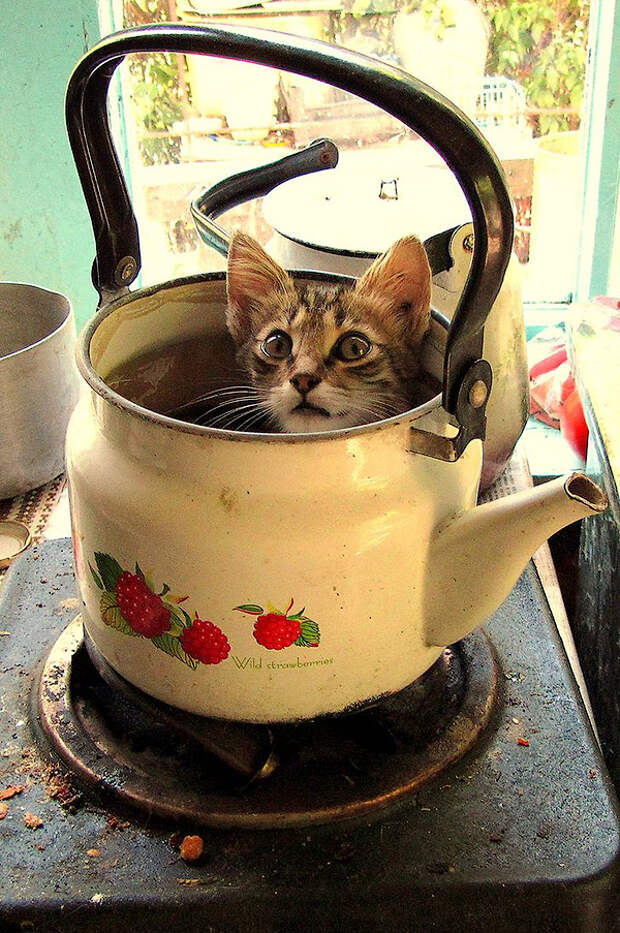 feline tea by mari ghostly d620zqd Кошки   это жидкость, есть доказательства