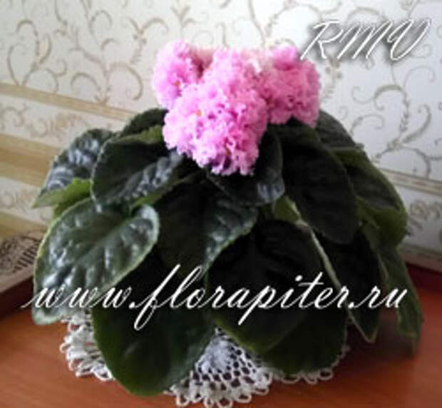 Ваше Величество / (Макуни)