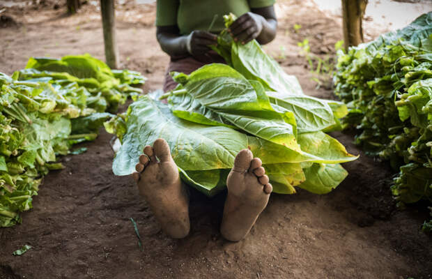 Малавийские плантации табака