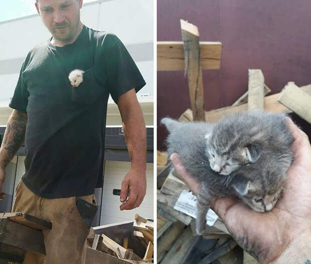 Мужчина семь часов копался в помойке, чтобы спасти выброшенных котят Счастливый конец, видео, животные, кошки, спасение