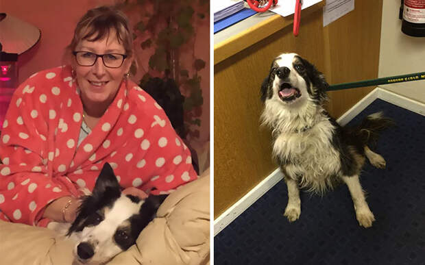 missing-dog-treks-50-miles-find-owners-casey-9