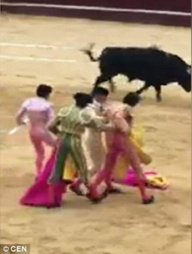Шок: в Колумбии бык поднял на рога тореадора! бык, коррида, тореадор, травма