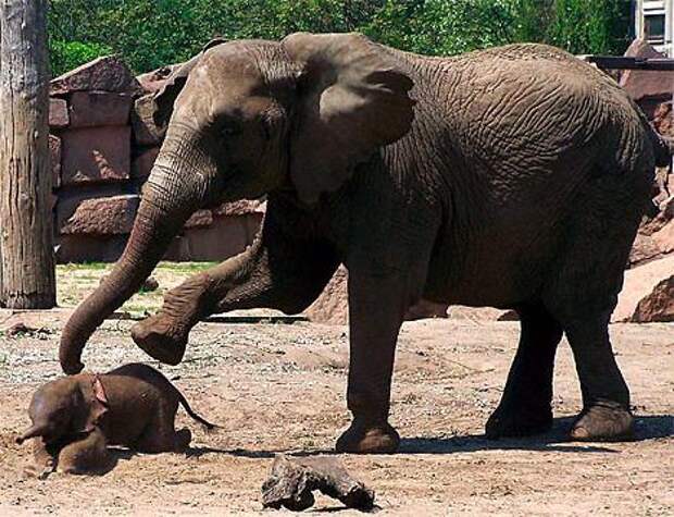 Сколько у слонов длится беременность и как они заботятся о потомстве?
