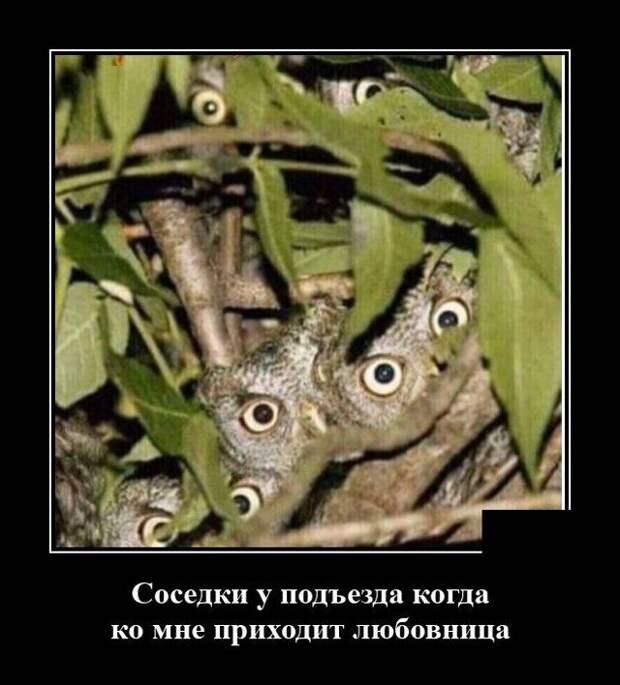 demotivatory-demotivator-smeshnye-demotivatory-demotivator-so-smyslom