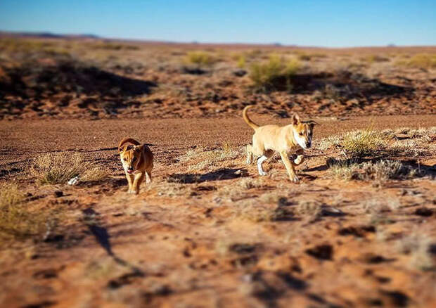Эти щенки погибли бы в пустыне, если бы не двое путешественников Счастливый конец, собаки, спасение, щенки