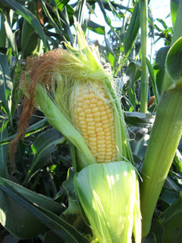 Спелый кукурузный початок