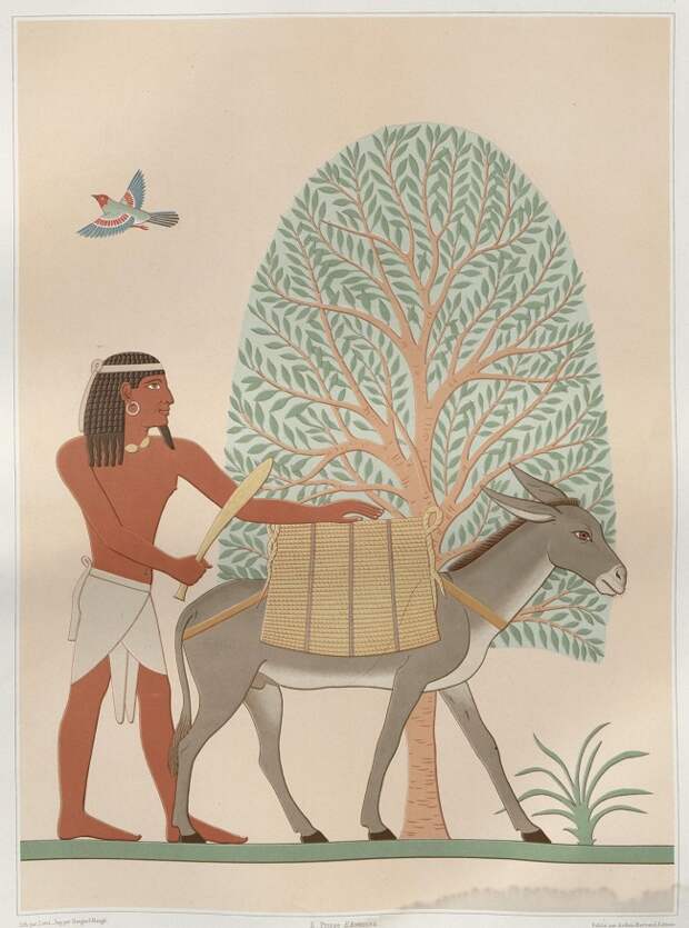 Из истории египетского искусства в иллюстрациях Эмиля Присса д'Авена (5).jpg