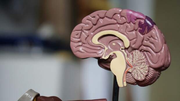 Ученому из Канады запретили исследовать загадочное заболевание мозга