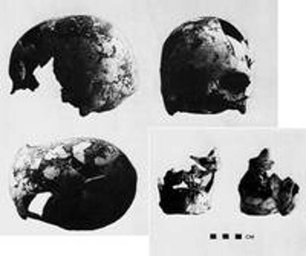 Череп X, скальный навес Мумба,  Танзания (5700 л. н.). 										Источник: Bräuer G. Human skeletal remains from Mumba rock shelter, Nothern Tanzania // AJPhA, 1980, V.52, №1, pp.80-81.