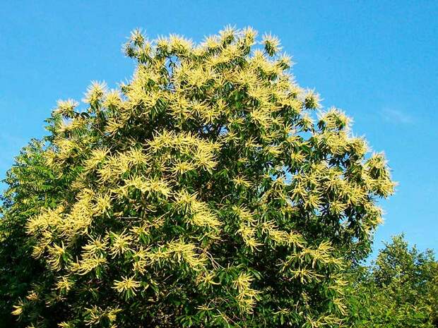 Лекарственное растение Каштан посевной (Castanea sativa)