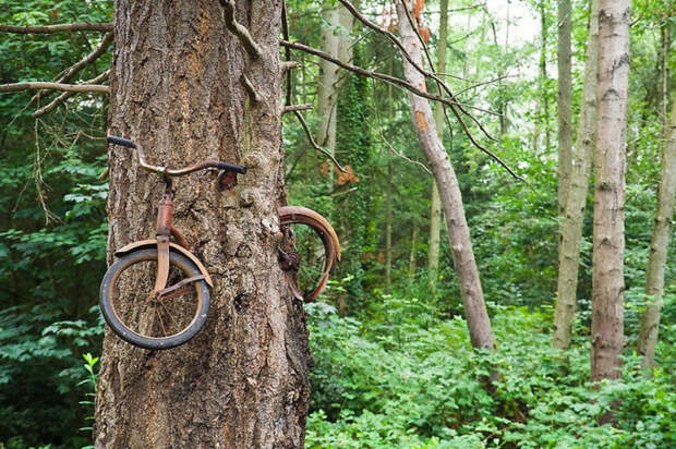 Велосипед в дереве, Вашингтон. 