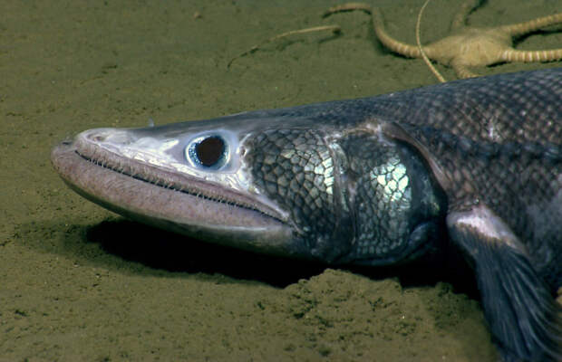 На сегодняшний день рыба Батизаурус считается самым глубоководным морским хищником из всех изученных. Обитает Батизаурус в теплых морях на глубине около 3,5 километров, хотя встречался на глубинах превышающих 5 км.  животные, море, океан, природа, рыба