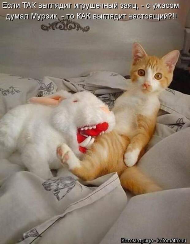 Котоматрицы(картинки с надписями)