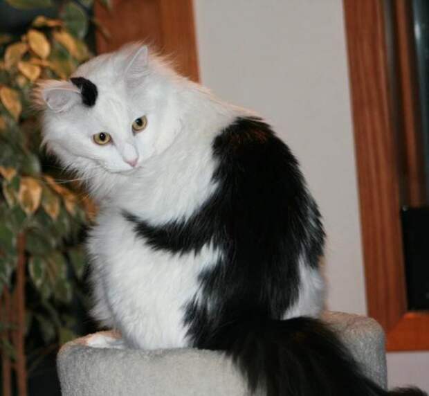 10 кошек, которых раскрашивала сама природа 10 кошек, которых раскрашивала сама природа животные, кошки, окрас