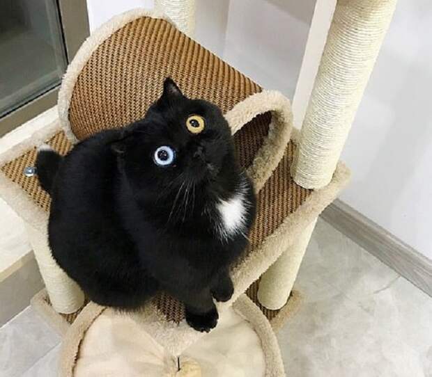 Удивленная кошка Кошка сидит