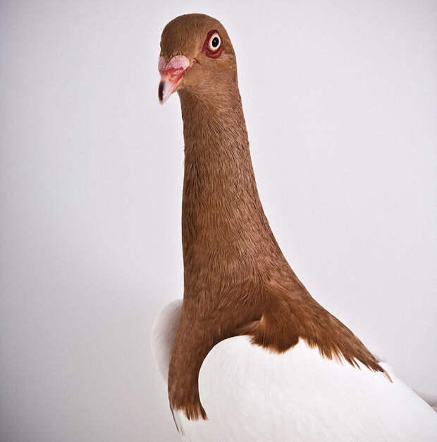 NewPix.ru - Потрясающие фотографии голубей от Ричарда Бейли