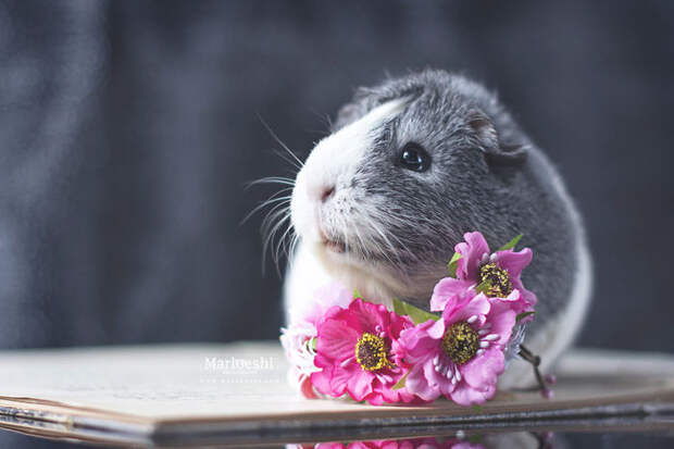 Mieps The Photogenic Piggy