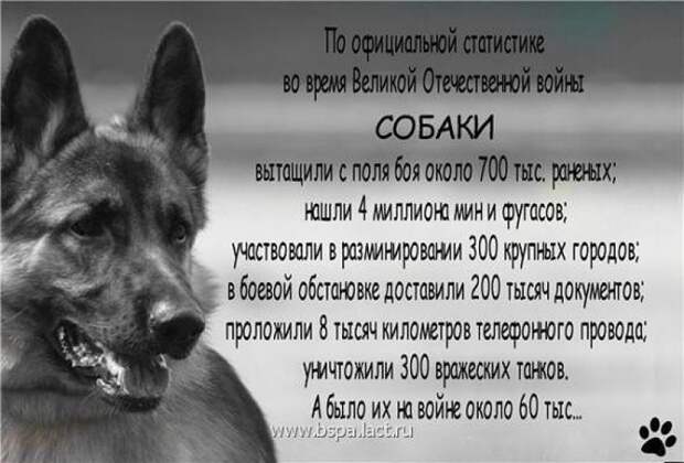 Собаки в Великой Отечественной войне. Почему хозяева так сильно любят своих собак