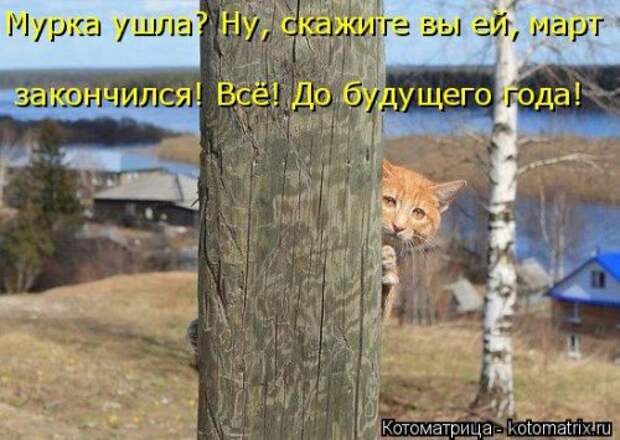 Свежая котоматрица для всех (16 фото)