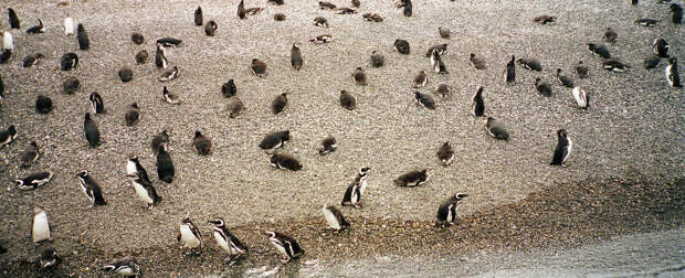 Пингвины в проливе Бигля
