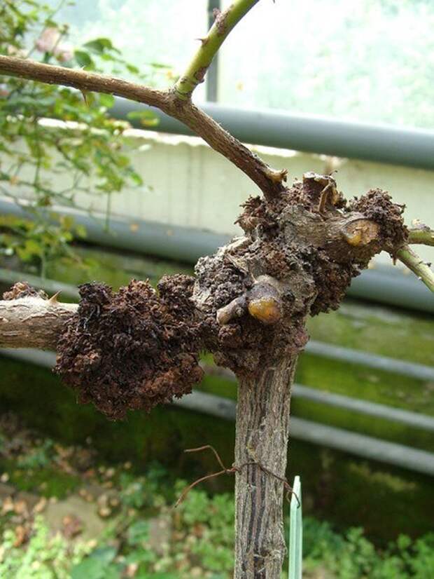 cJ3Kb6DvnDA (450x600, 72Kb)